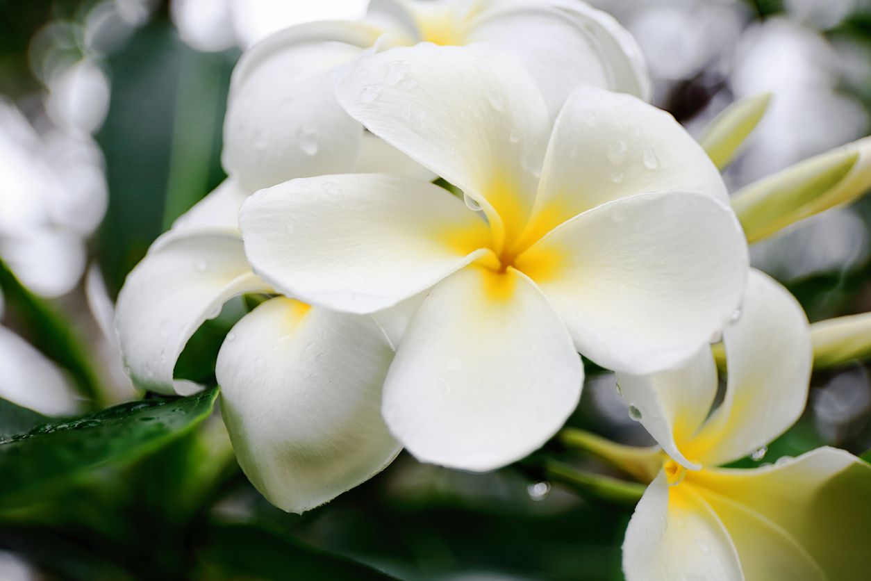 La fleur de tiaré, symbole tahitien par excellence