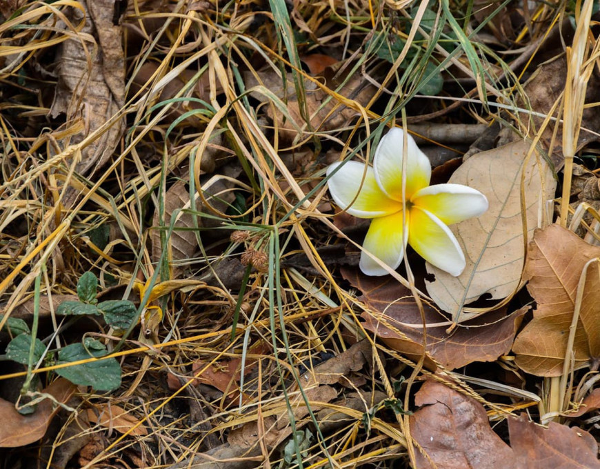 La Fleur De Tiaré Symbole Tahitien Par Excellence