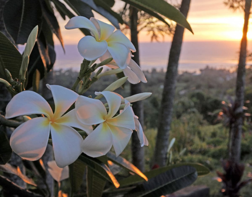 Le Parfum Unique De La Fleur De Tiaré