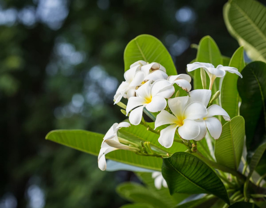 Tout Savoir Sur La Récolte De La Fleur De Tiaré